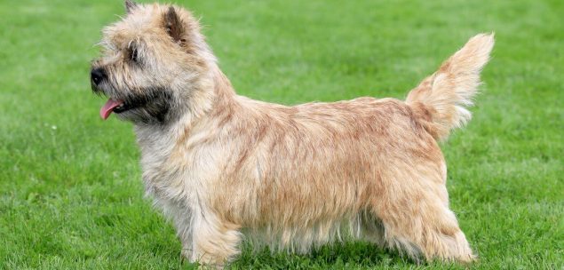 Norwich Terrier im Profil mit einer Wiese im Hintergrund
