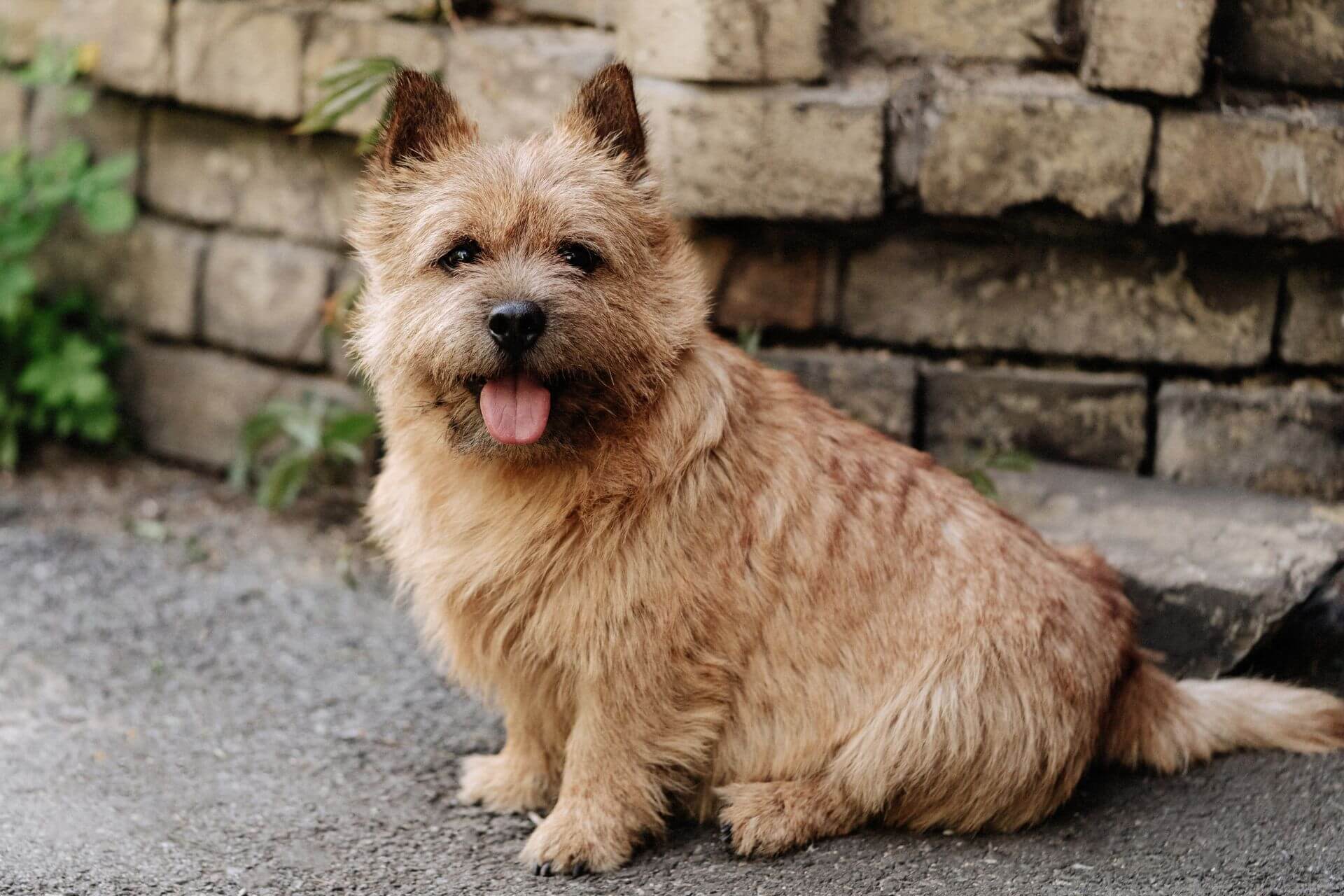 Norwich Terrier sitzt ruhig mit Mauer im Hintergrund