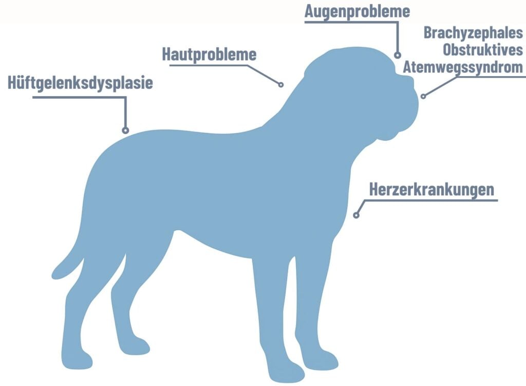 Bordeaux Dogge Erkrankungen