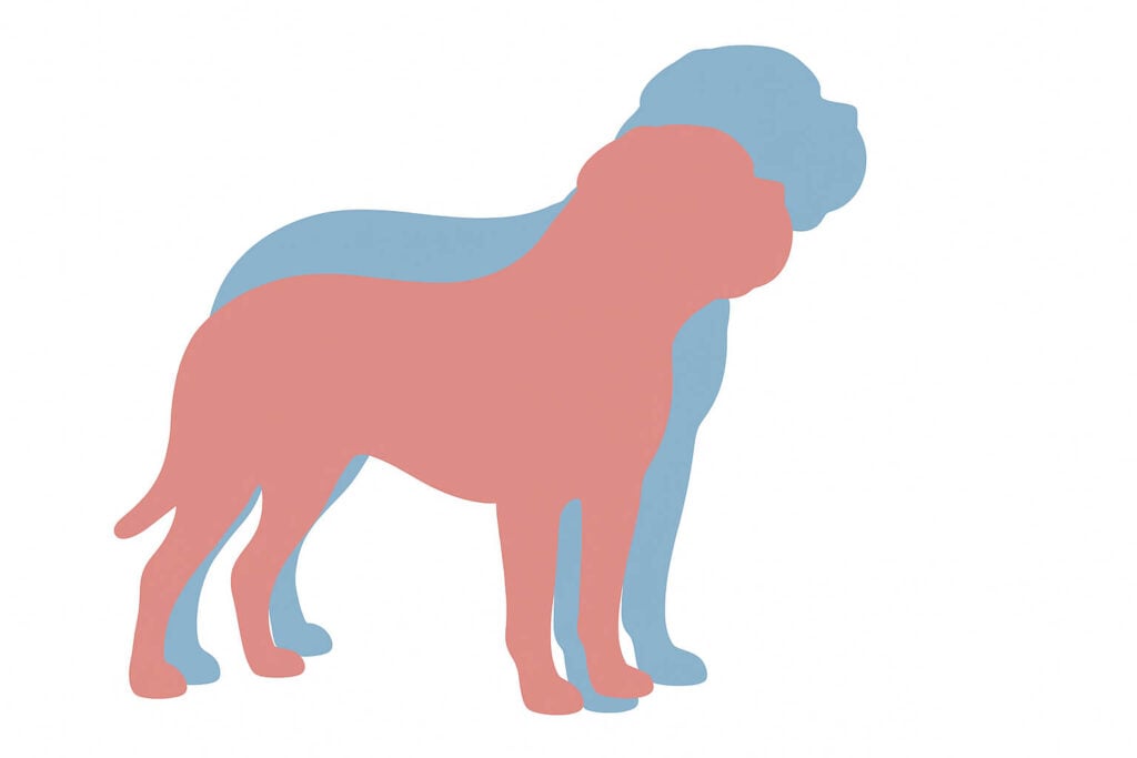 Bordeaux Dogge Geschlechtsunterschied