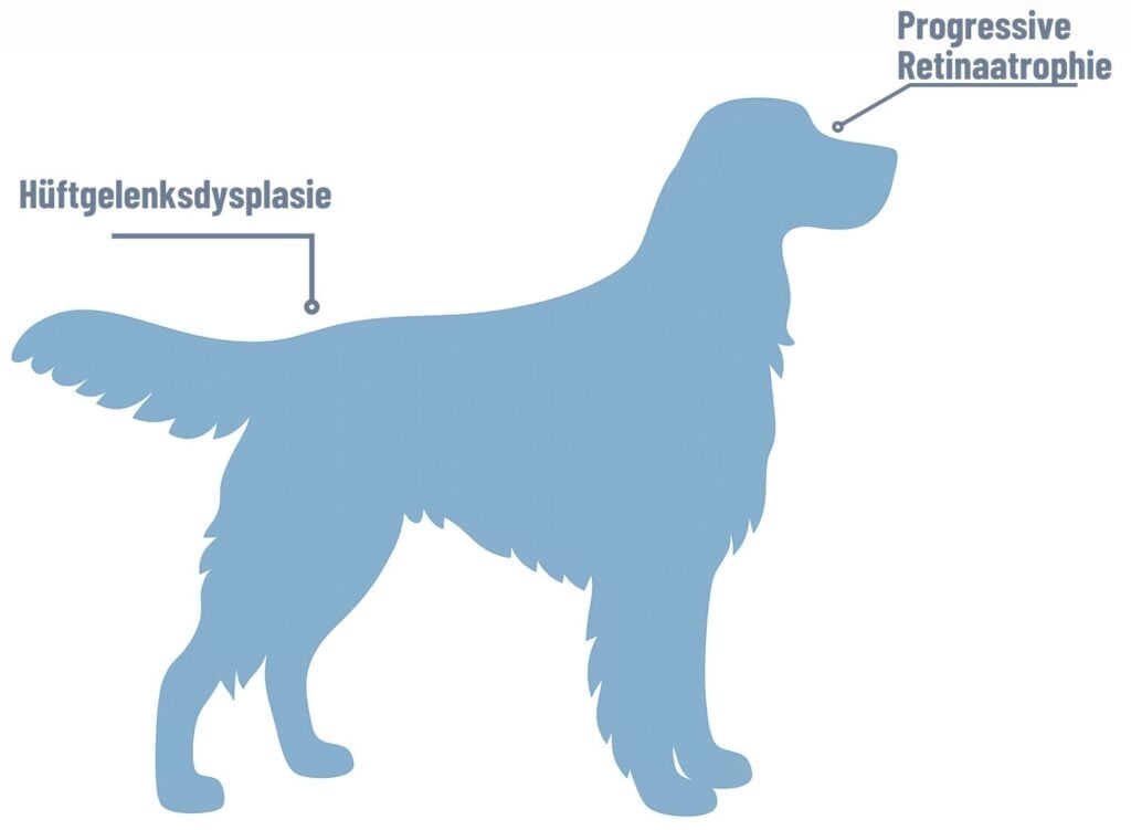 Gordon Setter Erkrankungen