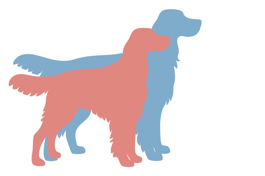 Gordon Setter Geschlechtsunterschied