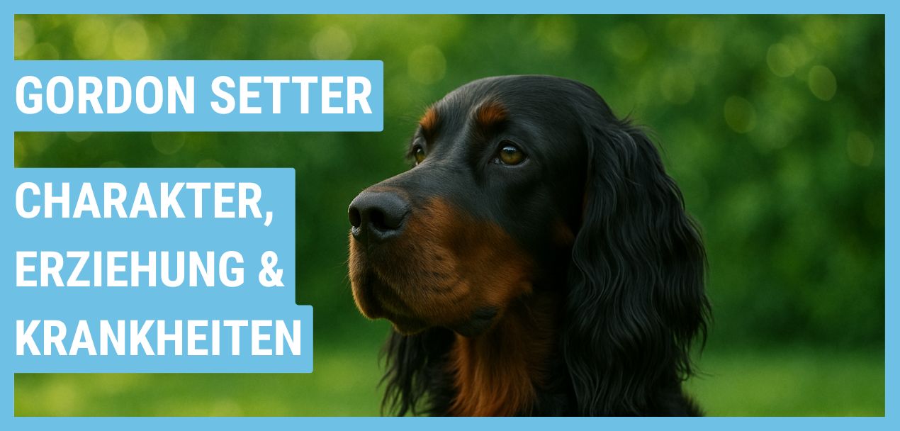 Gordon Setter Ratgeber: Haltung, Wesen und Gesundheit