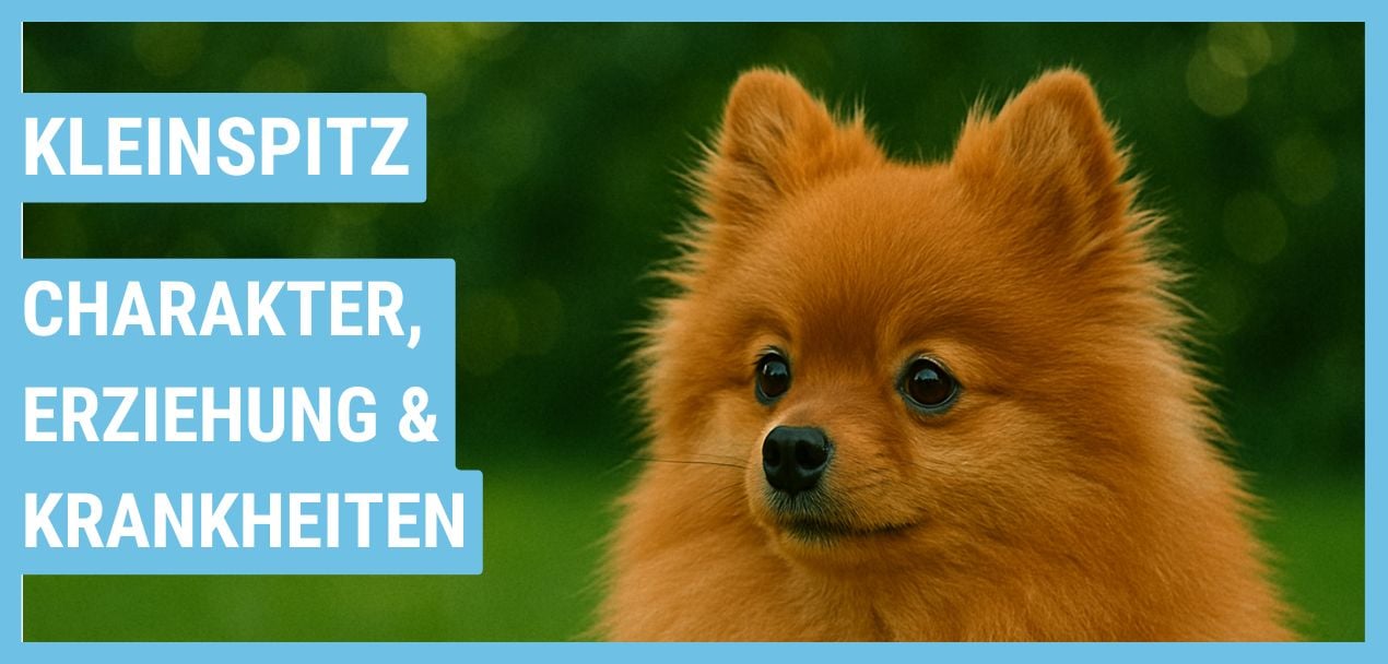 Kleinspitz Ratgeber: Haltung, Wesen und Gesundheit