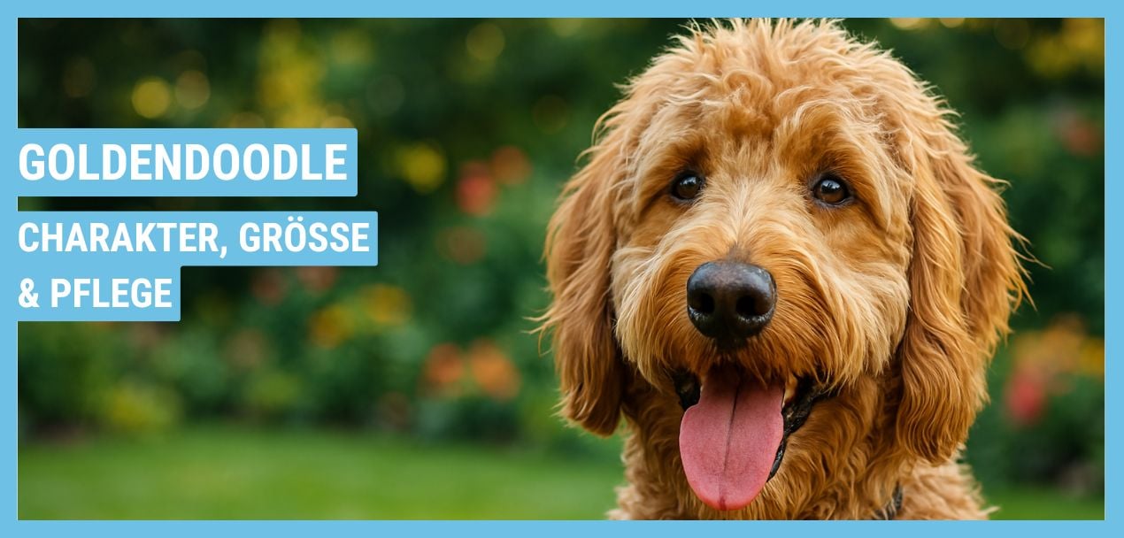 Goldendoodle: Aussehen, Wesen und Verhalten
