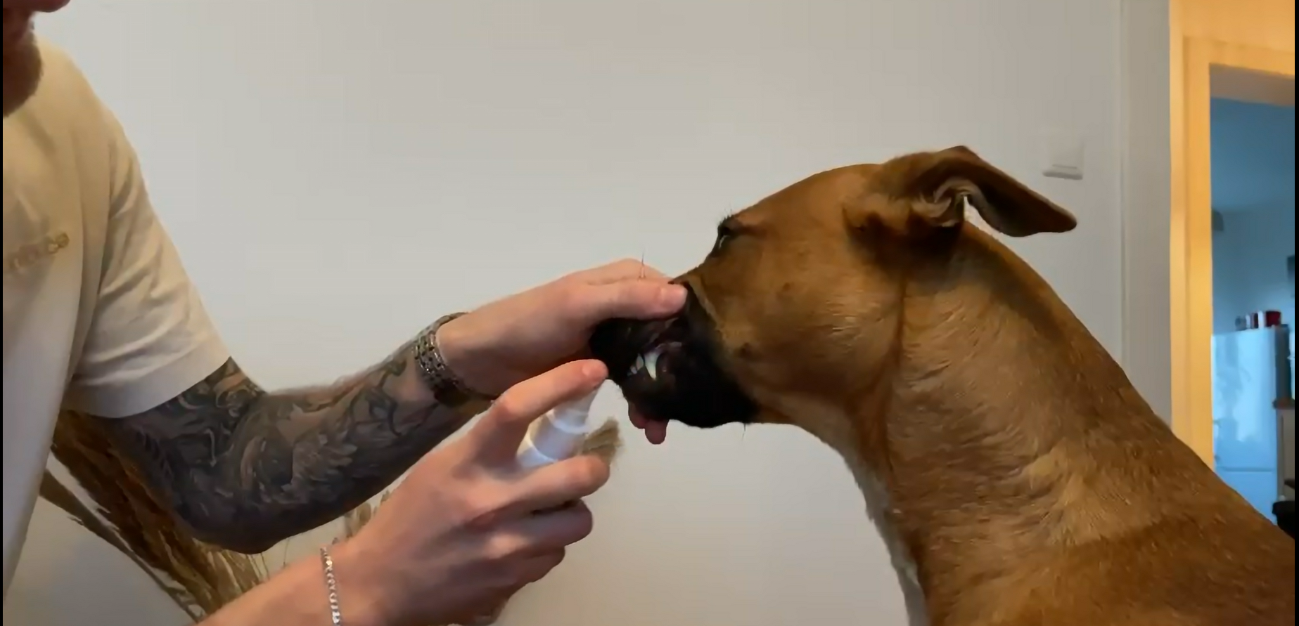 Testbericht: Tierliebhaber Dentalspray