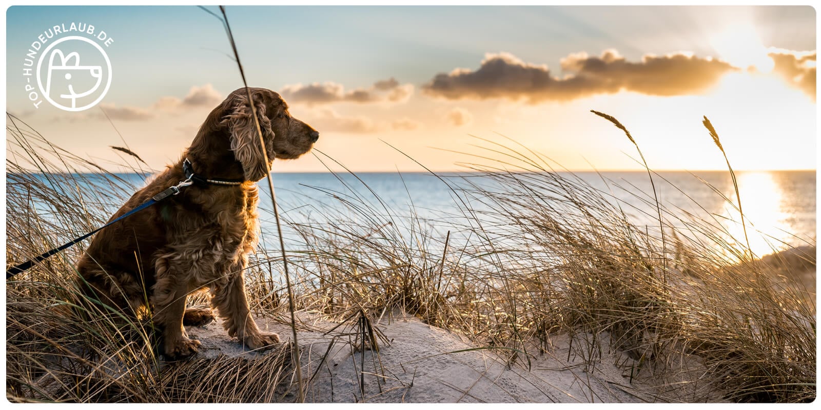Dein perfekter Urlaub mit Hund auf top-hundeurlaub.de